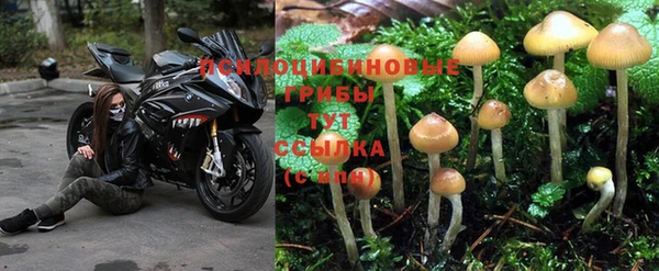 PSILOCYBIN Дмитриев