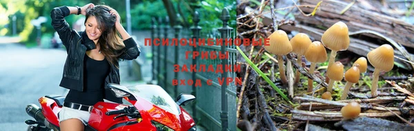 PSILOCYBIN Дмитриев